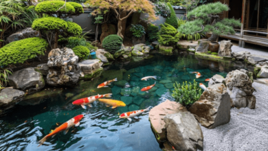 Koi Pond